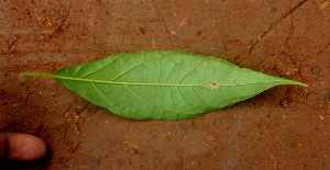  ( - BioBot01440)  @11 [ ] CreativeCommons - Attribution Non-Commercial Share-Alike (2010) Daniel H. Janzen Guanacaste Dry Forest Conservation Fund