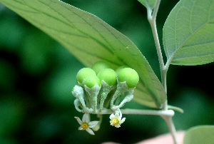  (Solanum schlechtendalianum - BioBot01457)  @11 [ ] CreativeCommons - Attribution Non-Commercial Share-Alike (2010) Daniel H. Janzen Guanacaste Dry Forest Conservation Fund