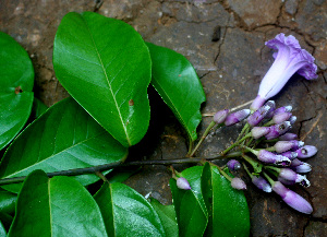  ( - BioBot01466)  @11 [ ] CreativeCommons - Attribution Non-Commercial Share-Alike (2010) Daniel H. Janzen Guanacaste Dry Forest Conservation Fund