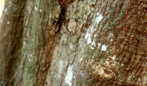  ( - BioBot01470)  @11 [ ] CreativeCommons - Attribution Non-Commercial Share-Alike (2010) Daniel H. Janzen Guanacaste Dry Forest Conservation Fund