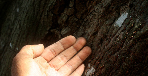  ( - BioBot01470)  @11 [ ] CreativeCommons - Attribution Non-Commercial Share-Alike (2010) Daniel H. Janzen Guanacaste Dry Forest Conservation Fund