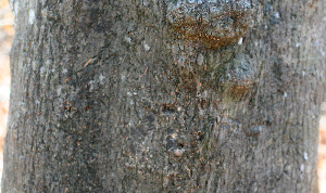  ( - BioBot01471)  @11 [ ] CreativeCommons - Attribution Non-Commercial Share-Alike (2010) Daniel H. Janzen Guanacaste Dry Forest Conservation Fund