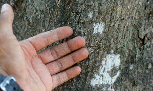  ( - BioBot01471)  @11 [ ] CreativeCommons - Attribution Non-Commercial Share-Alike (2010) Daniel H. Janzen Guanacaste Dry Forest Conservation Fund