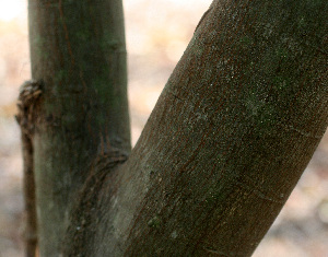  ( - BioBot01472)  @11 [ ] CreativeCommons - Attribution Non-Commercial Share-Alike (2010) Daniel H. Janzen Guanacaste Dry Forest Conservation Fund