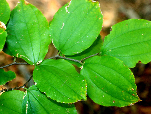 ( - BioBot01472)  @11 [ ] CreativeCommons - Attribution Non-Commercial Share-Alike (2010) Daniel H. Janzen Guanacaste Dry Forest Conservation Fund