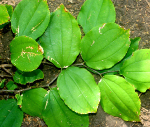  ( - BioBot01472)  @11 [ ] CreativeCommons - Attribution Non-Commercial Share-Alike (2010) Daniel H. Janzen Guanacaste Dry Forest Conservation Fund