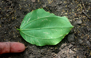  ( - BioBot01472)  @11 [ ] CreativeCommons - Attribution Non-Commercial Share-Alike (2010) Daniel H. Janzen Guanacaste Dry Forest Conservation Fund