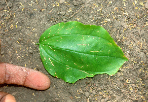  ( - BioBot01472)  @11 [ ] CreativeCommons - Attribution Non-Commercial Share-Alike (2010) Daniel H. Janzen Guanacaste Dry Forest Conservation Fund
