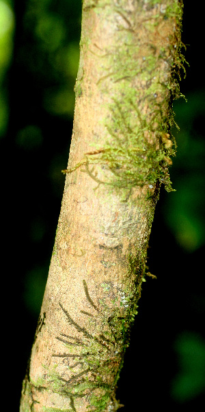  (Psychotria berteriana - BioBot01482)  @11 [ ] CreativeCommons - Attribution Non-Commercial Share-Alike (2010) Daniel H. Janzen Guanacaste Dry Forest Conservation Fund