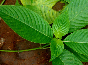  ( - BioBot01482)  @11 [ ] CreativeCommons - Attribution Non-Commercial Share-Alike (2010) Daniel H. Janzen Guanacaste Dry Forest Conservation Fund