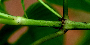  (Psychotria berteriana - BioBot01482)  @11 [ ] CreativeCommons - Attribution Non-Commercial Share-Alike (2010) Daniel H. Janzen Guanacaste Dry Forest Conservation Fund