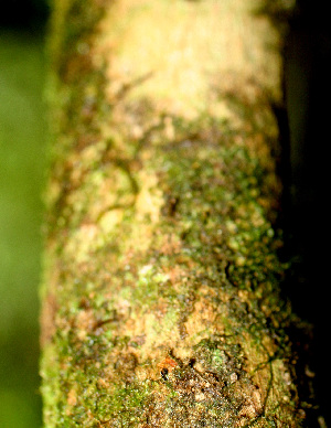  ( - BioBot01483)  @11 [ ] CreativeCommons - Attribution Non-Commercial Share-Alike (2010) Daniel H. Janzen Guanacaste Dry Forest Conservation Fund