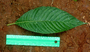  ( - BioBot01483)  @11 [ ] CreativeCommons - Attribution Non-Commercial Share-Alike (2010) Daniel H. Janzen Guanacaste Dry Forest Conservation Fund