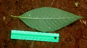  ( - BioBot01483)  @11 [ ] CreativeCommons - Attribution Non-Commercial Share-Alike (2010) Daniel H. Janzen Guanacaste Dry Forest Conservation Fund