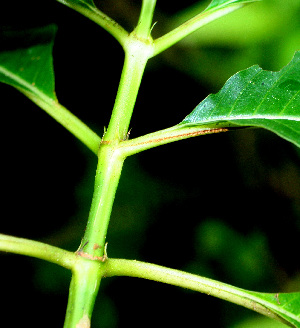  ( - BioBot01484)  @11 [ ] CreativeCommons - Attribution Non-Commercial Share-Alike (2010) Daniel H. Janzen Guanacaste Dry Forest Conservation Fund