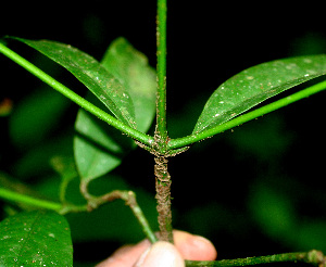  ( - BioBot01488)  @11 [ ] CreativeCommons - Attribution Non-Commercial Share-Alike (2010) Daniel H. Janzen Guanacaste Dry Forest Conservation Fund