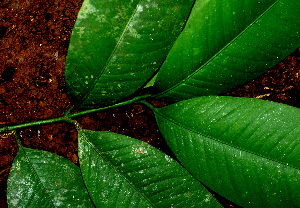  ( - BioBot01488)  @11 [ ] CreativeCommons - Attribution Non-Commercial Share-Alike (2010) Daniel H. Janzen Guanacaste Dry Forest Conservation Fund