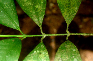  ( - BioBot01489)  @11 [ ] CreativeCommons - Attribution Non-Commercial Share-Alike (2010) Daniel H. Janzen Guanacaste Dry Forest Conservation Fund