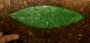  ( - BioBot01489)  @11 [ ] CreativeCommons - Attribution Non-Commercial Share-Alike (2010) Daniel H. Janzen Guanacaste Dry Forest Conservation Fund