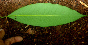  ( - BioBot01489)  @11 [ ] CreativeCommons - Attribution Non-Commercial Share-Alike (2010) Daniel H. Janzen Guanacaste Dry Forest Conservation Fund