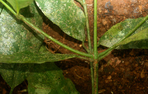  ( - BioBot01489)  @11 [ ] CreativeCommons - Attribution Non-Commercial Share-Alike (2010) Daniel H. Janzen Guanacaste Dry Forest Conservation Fund