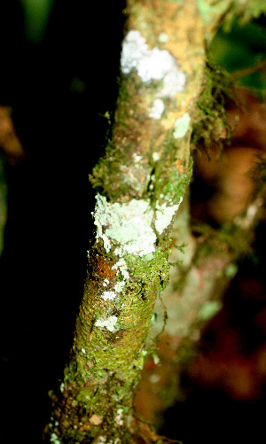  ( - BioBot01490)  @11 [ ] CreativeCommons - Attribution Non-Commercial Share-Alike (2010) Daniel H. Janzen Guanacaste Dry Forest Conservation Fund