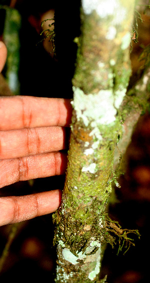  ( - BioBot01490)  @11 [ ] CreativeCommons - Attribution Non-Commercial Share-Alike (2010) Daniel H. Janzen Guanacaste Dry Forest Conservation Fund