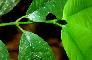  ( - BioBot01490)  @11 [ ] CreativeCommons - Attribution Non-Commercial Share-Alike (2010) Daniel H. Janzen Guanacaste Dry Forest Conservation Fund