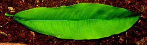  ( - BioBot01490)  @11 [ ] CreativeCommons - Attribution Non-Commercial Share-Alike (2010) Daniel H. Janzen Guanacaste Dry Forest Conservation Fund