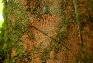  ( - BioBot01495)  @11 [ ] CreativeCommons - Attribution Non-Commercial Share-Alike (2010) Daniel H. Janzen Guanacaste Dry Forest Conservation Fund