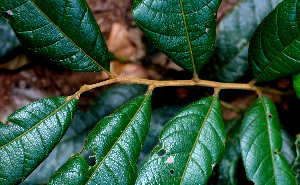  ( - BioBot01495)  @11 [ ] CreativeCommons - Attribution Non-Commercial Share-Alike (2010) Daniel H. Janzen Guanacaste Dry Forest Conservation Fund