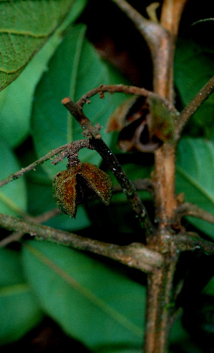  ( - BioBot01495)  @11 [ ] CreativeCommons - Attribution Non-Commercial Share-Alike (2010) Daniel H. Janzen Guanacaste Dry Forest Conservation Fund