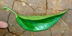  ( - BioBot01500)  @11 [ ] CreativeCommons - Attribution Non-Commercial Share-Alike (2010) Daniel H. Janzen Guanacaste Dry Forest Conservation Fund