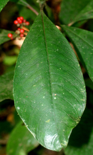  ( - BioBot01501)  @11 [ ] CreativeCommons - Attribution Non-Commercial Share-Alike (2010) Daniel H. Janzen Guanacaste Dry Forest Conservation Fund