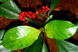  ( - BioBot01501)  @11 [ ] CreativeCommons - Attribution Non-Commercial Share-Alike (2010) Daniel H. Janzen Guanacaste Dry Forest Conservation Fund