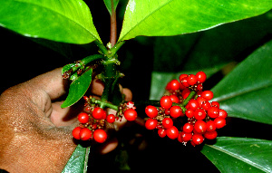  ( - BioBot01501)  @11 [ ] CreativeCommons - Attribution Non-Commercial Share-Alike (2010) Daniel H. Janzen Guanacaste Dry Forest Conservation Fund