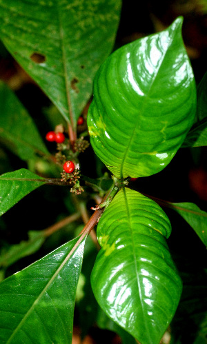  ( - BioBot01502)  @11 [ ] CreativeCommons - Attribution Non-Commercial Share-Alike (2010) Daniel H. Janzen Guanacaste Dry Forest Conservation Fund