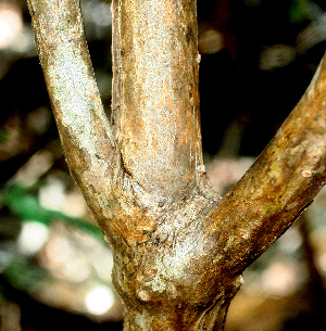  ( - BioBot01505)  @11 [ ] CreativeCommons - Attribution Non-Commercial Share-Alike (2010) Daniel H. Janzen Guanacaste Dry Forest Conservation Fund
