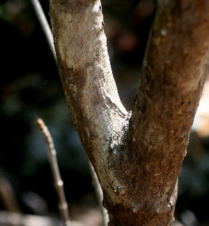  ( - BioBot01506)  @11 [ ] CreativeCommons - Attribution Non-Commercial Share-Alike (2010) Daniel H. Janzen Guanacaste Dry Forest Conservation Fund