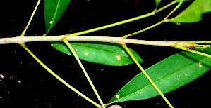  ( - BioBot01506)  @11 [ ] CreativeCommons - Attribution Non-Commercial Share-Alike (2010) Daniel H. Janzen Guanacaste Dry Forest Conservation Fund