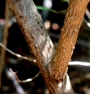  ( - BioBot01507)  @11 [ ] CreativeCommons - Attribution Non-Commercial Share-Alike (2010) Daniel H. Janzen Guanacaste Dry Forest Conservation Fund