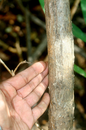  ( - BioBot01507)  @11 [ ] CreativeCommons - Attribution Non-Commercial Share-Alike (2010) Daniel H. Janzen Guanacaste Dry Forest Conservation Fund