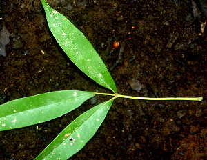  ( - BioBot01507)  @11 [ ] CreativeCommons - Attribution Non-Commercial Share-Alike (2010) Daniel H. Janzen Guanacaste Dry Forest Conservation Fund