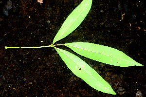  ( - BioBot01507)  @11 [ ] CreativeCommons - Attribution Non-Commercial Share-Alike (2010) Daniel H. Janzen Guanacaste Dry Forest Conservation Fund