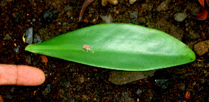  ( - BioBot01509)  @11 [ ] CreativeCommons - Attribution Non-Commercial Share-Alike (2010) Daniel H. Janzen Guanacaste Dry Forest Conservation Fund