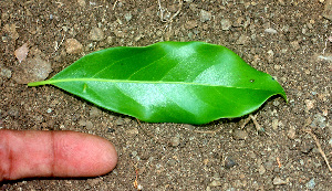  ( - BioBot01519)  @11 [ ] CreativeCommons - Attribution Non-Commercial Share-Alike (2010) Daniel H. Janzen Guanacaste Dry Forest Conservation Fund