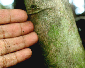  ( - BioBot01530)  @11 [ ] CreativeCommons - Attribution Non-Commercial Share-Alike (2010) Daniel H. Janzen Guanacaste Dry Forest Conservation Fund
