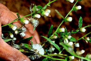  (Vernonia salzmannii - BioBot01536)  @11 [ ] CreativeCommons - Attribution Non-Commercial Share-Alike (2010) Daniel H. Janzen Guanacaste Dry Forest Conservation Fund