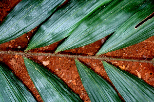  ( - BioBot01539)  @11 [ ] CreativeCommons - Attribution Non-Commercial Share-Alike (2010) Daniel H. Janzen Guanacaste Dry Forest Conservation Fund