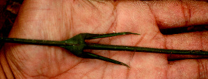  ( - BioBot01539)  @11 [ ] CreativeCommons - Attribution Non-Commercial Share-Alike (2010) Daniel H. Janzen Guanacaste Dry Forest Conservation Fund